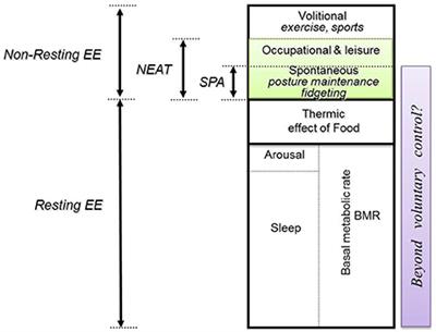 Posture Allocation Revisited: Breaking the Sedentary Threshold of Energy Expenditure for Obesity Management